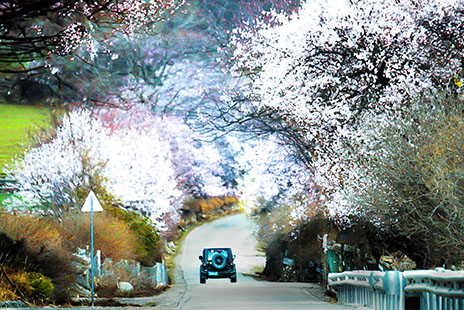 3月金川梨花.林芝桃花風光攝影12日（走318國道入西藏）Admire the beauty of flowers in March[Pear flowers in Jinchuan·Take the bus along 318 National Rd·PeachBlossom in Nyingchi Classic route 12 days]