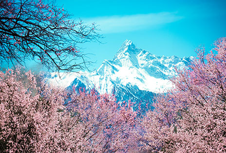 三生三世?林芝桃花7日（專業(yè)攝影版）Life After Life?Peach Blossom in Nyingchi 7 Days(Professional Photography Route)